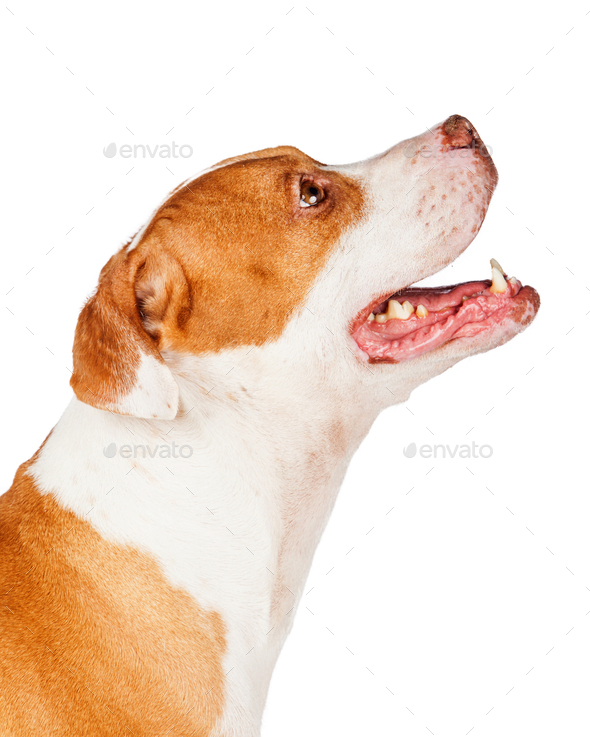 Pit Bull Dog Looking Up for a Treat Stock Photo by GoodFocused PhotoDune